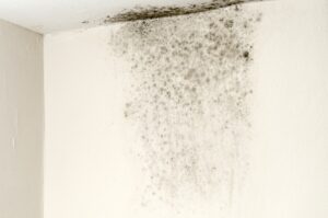 The Mold Growth Indoors at San Marcos ,CA